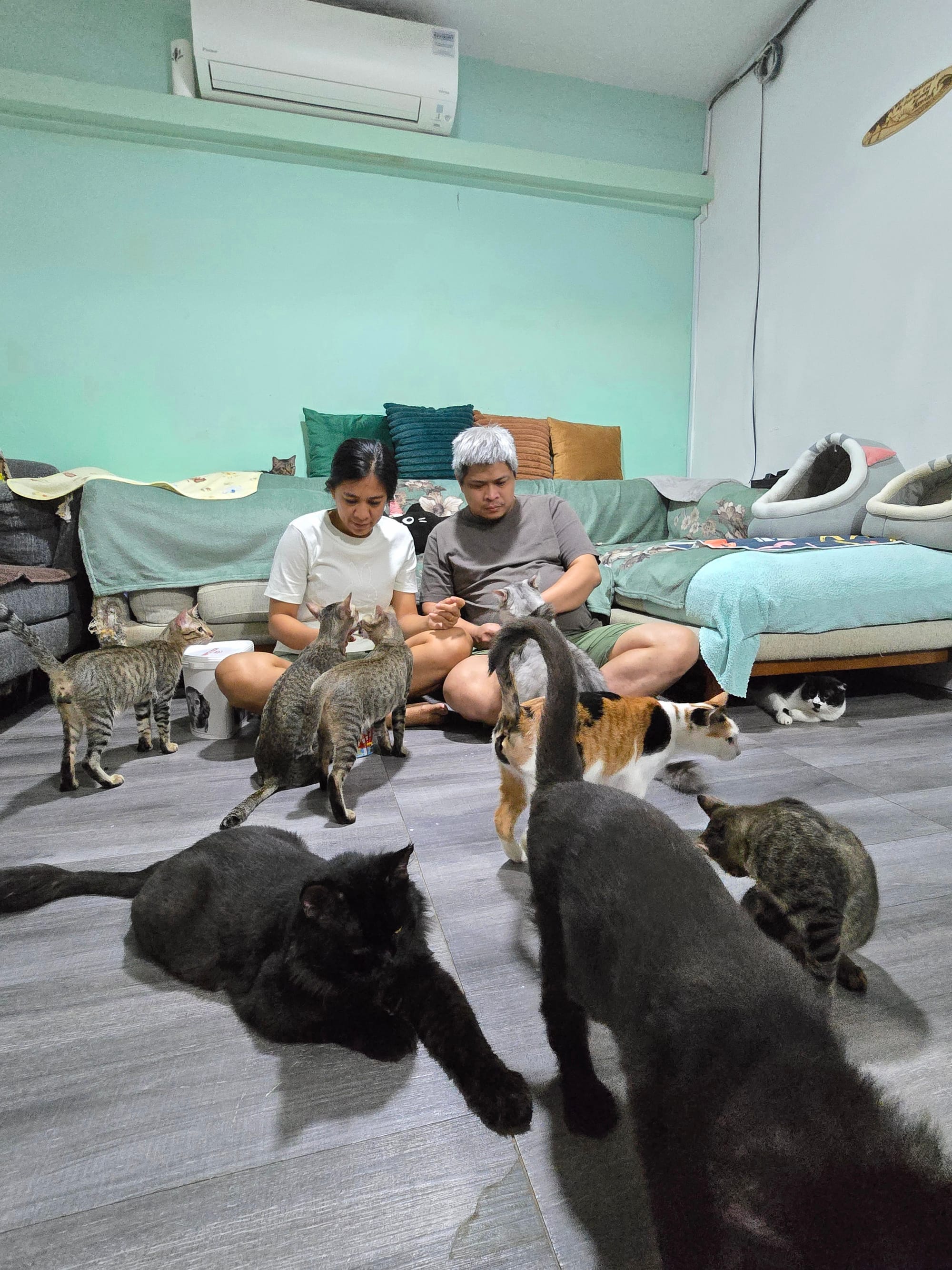 Kitty Haven Rescues