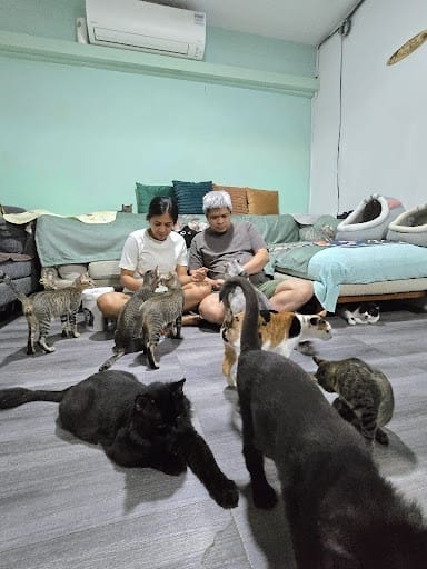 Kitty Haven Rescues